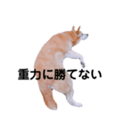 我が家のチョコです（個別スタンプ：35）
