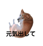 我が家のチョコです（個別スタンプ：39）