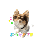 チワワのスーノちゃん・1（個別スタンプ：2）
