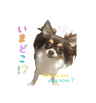 チワワのスーノちゃん・1（個別スタンプ：5）