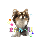 チワワのスーノちゃん・1（個別スタンプ：16）