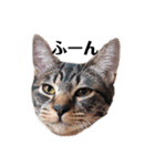 飼猫のキジトラと黒猫（個別スタンプ：1）