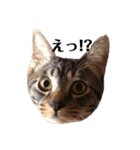 飼猫のキジトラと黒猫（個別スタンプ：2）