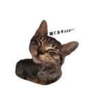 飼猫のキジトラと黒猫（個別スタンプ：3）
