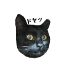 飼猫のキジトラと黒猫（個別スタンプ：4）