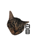 飼猫のキジトラと黒猫（個別スタンプ：6）