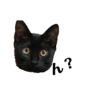 飼猫のキジトラと黒猫（個別スタンプ：7）