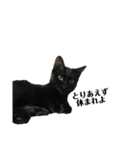 飼猫のキジトラと黒猫（個別スタンプ：8）
