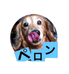 山田プチ③（個別スタンプ：11）