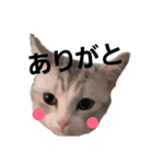 にゃんこの一言スタンプcat（くうちゃん）（個別スタンプ：1）