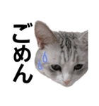 にゃんこの一言スタンプcat（くうちゃん）（個別スタンプ：3）