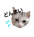 にゃんこの一言スタンプcat（くうちゃん）（個別スタンプ：5）