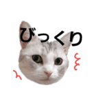 にゃんこの一言スタンプcat（くうちゃん）（個別スタンプ：11）