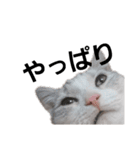 にゃんこの一言スタンプcat（くうちゃん）（個別スタンプ：14）