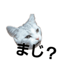 にゃんこの一言スタンプcat（くうちゃん）（個別スタンプ：15）