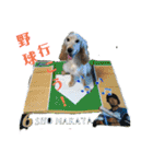 E.コッカー ハリーの日常（個別スタンプ：3）