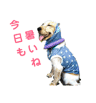E.コッカー ハリーの日常（個別スタンプ：6）