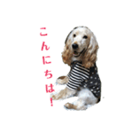 E.コッカー ハリーの日常（個別スタンプ：7）