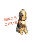 E.コッカー ハリーの日常（個別スタンプ：8）
