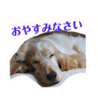 E.コッカー ハリーの日常（個別スタンプ：9）