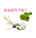 E.コッカー ハリーの日常（個別スタンプ：13）