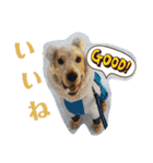 E.コッカー ハリーの日常（個別スタンプ：14）
