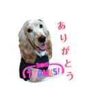E.コッカー ハリーの日常（個別スタンプ：19）