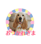 E.コッカー ハリーの日常（個別スタンプ：20）