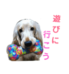 E.コッカー ハリーの日常（個別スタンプ：23）