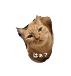 にゃろくろみ②（個別スタンプ：1）