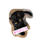 にゃろくろみ②（個別スタンプ：6）