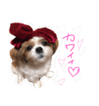 シーズーココちゃんの色んな言葉スタンプ2（個別スタンプ：5）