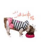 シーズーココちゃんの色んな言葉スタンプ2（個別スタンプ：6）