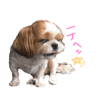 シーズーココちゃんの色んな言葉スタンプ2（個別スタンプ：11）