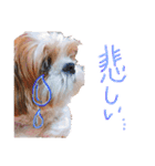 シーズーココちゃんの色んな言葉スタンプ2（個別スタンプ：13）