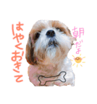 シーズーココちゃんの色んな言葉スタンプ2（個別スタンプ：14）