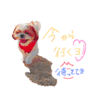 シーズーココちゃんの色んな言葉スタンプ2（個別スタンプ：15）