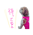 シーズーココちゃんの色んな言葉スタンプ2（個別スタンプ：16）