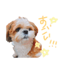 シーズーココちゃんの色んな言葉スタンプ2（個別スタンプ：17）
