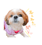 シーズーココちゃんの色んな言葉スタンプ2（個別スタンプ：18）