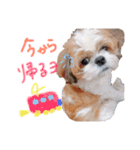 シーズーココちゃんの色んな言葉スタンプ2（個別スタンプ：19）