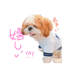 シーズーココちゃんの色んな言葉スタンプ2（個別スタンプ：20）