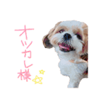 シーズーココちゃんの色んな言葉スタンプ2（個別スタンプ：21）