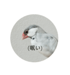 ことちゃん-種-（個別スタンプ：1）