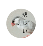 ことちゃん-種-（個別スタンプ：4）