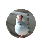 ことちゃん-種-（個別スタンプ：25）