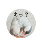 ことちゃん-種-（個別スタンプ：39）