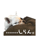 フレブルARUの毎日…。（個別スタンプ：14）