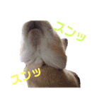うさぎと野良猫（個別スタンプ：5）