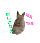 うさぎと野良猫（個別スタンプ：6）